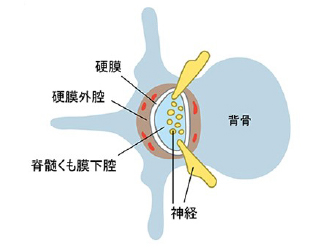 背骨の断面像